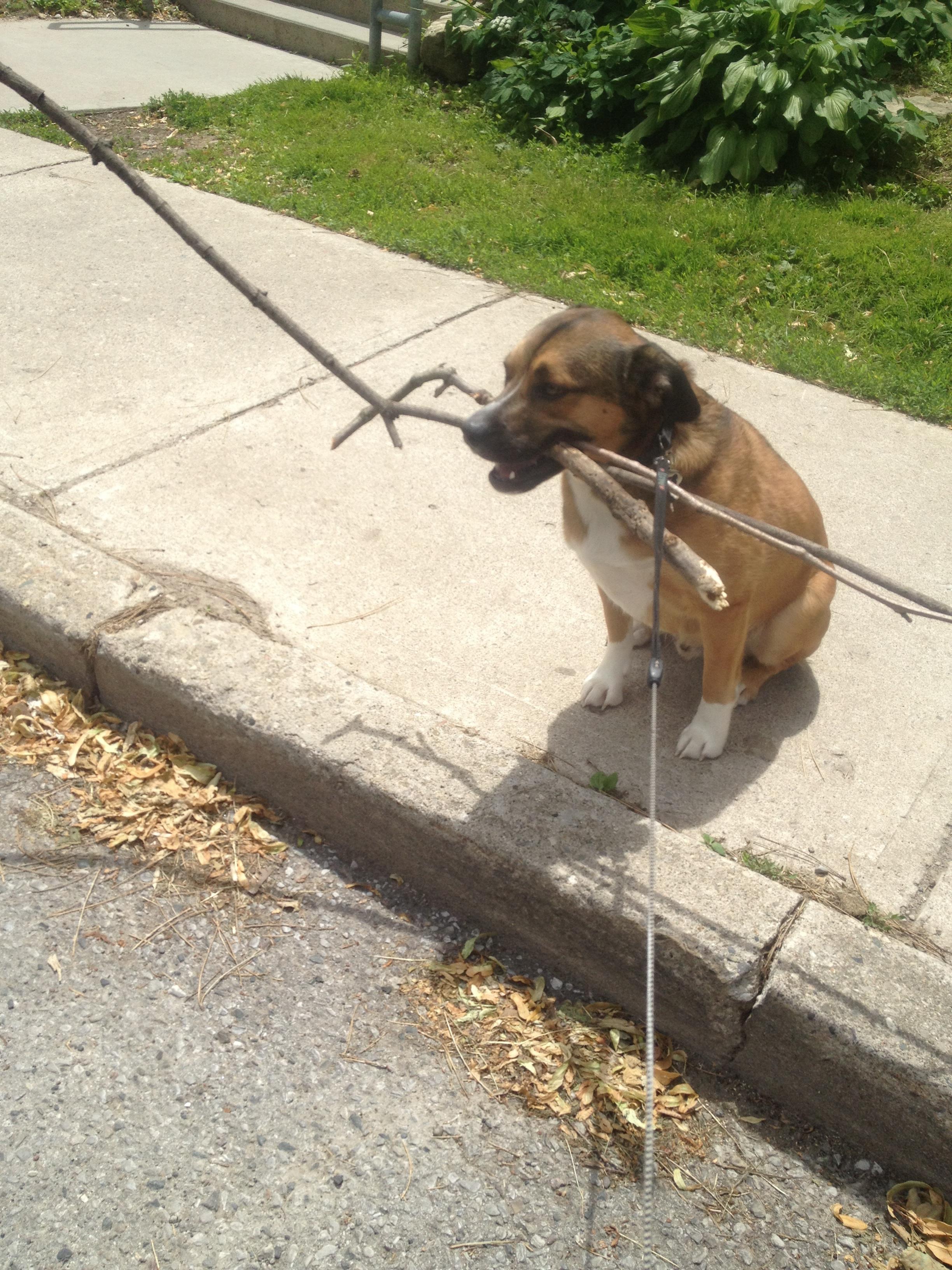 My dog is a hoarder Cool Digital Photography