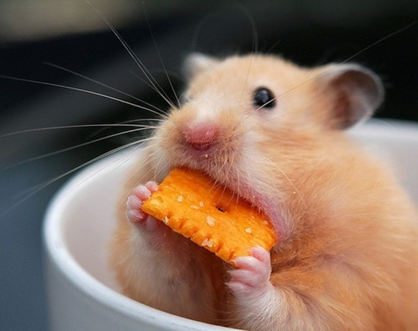 37 Small, Cute And Lovely Pictures Of Hamsters