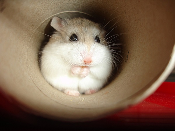 Small Cute And Lovely Pictures Of Hamsters