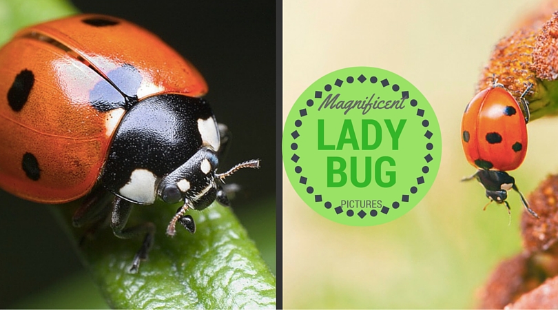 lady bug pictures