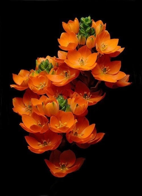 Some Magnificent Collection of Macro Photography (27)