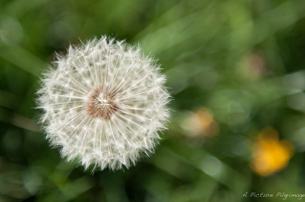 Some Magnificent Collection of Macro Photography (36)