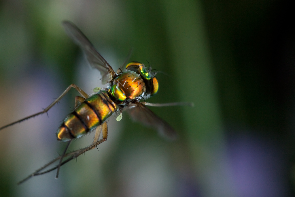 Some Magnificent Collection of Macro Photography (26)