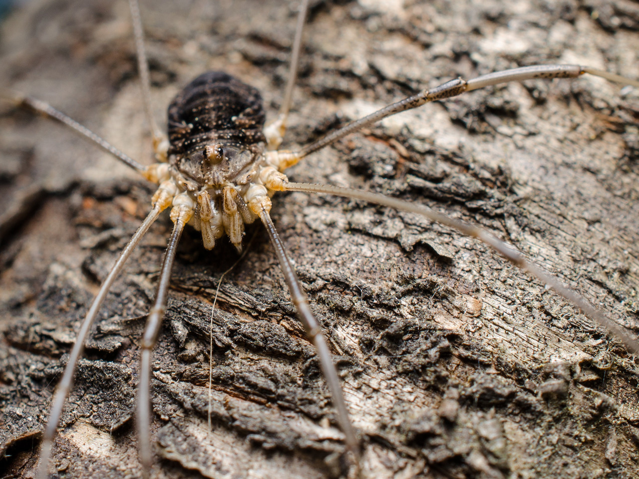 Some Magnificent Collection of Macro Photography (25)