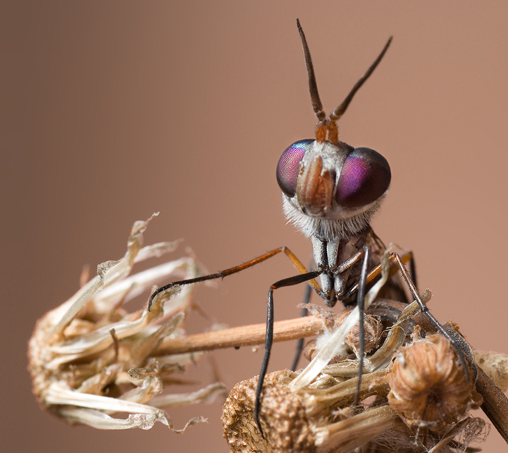 Some Magnificent Collection of Macro Photography (23)