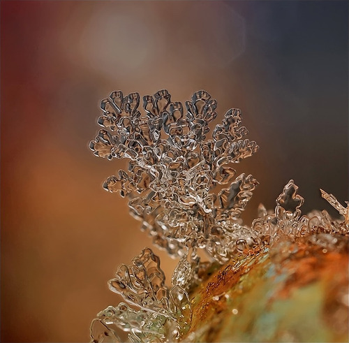 Some Magnificent Collection of Macro Photography (22)