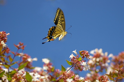 Some Magnificent Collection of Macro Photography (20)
