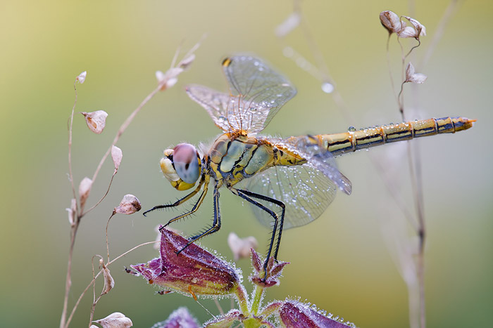 Some Magnificent Collection of Macro Photography (19)