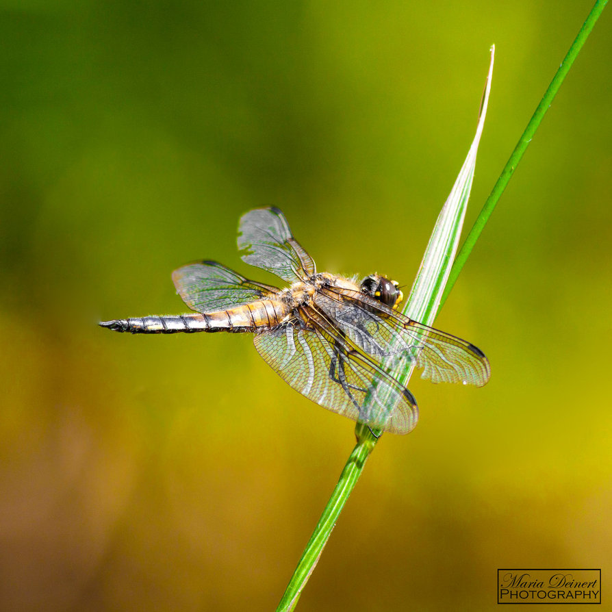Some Magnificent Collection of Macro Photography (18)