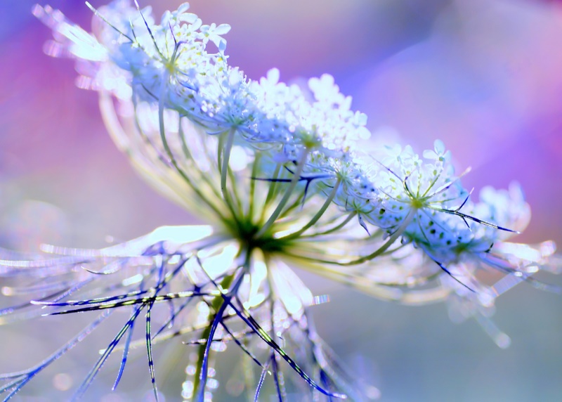 Some Magnificent Collection of Macro Photography (17)