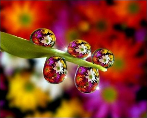 Some Magnificent Collection of Macro Photography (35)