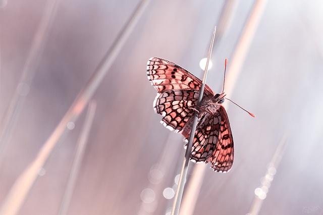 Some Magnificent Collection of Macro Photography (16)
