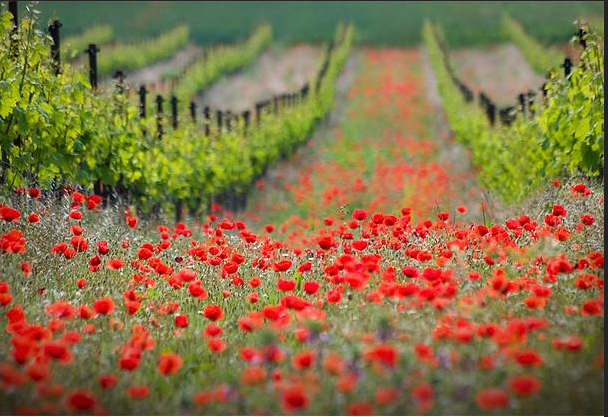 Landscape Photography: The Best Way to Explore Nature (9)