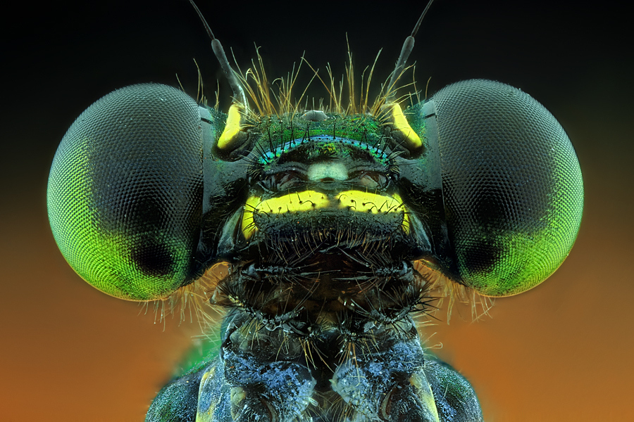 Some Magnificent Collection of Macro Photography (14)