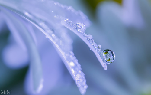 Some Magnificent Collection of Macro Photography (12)