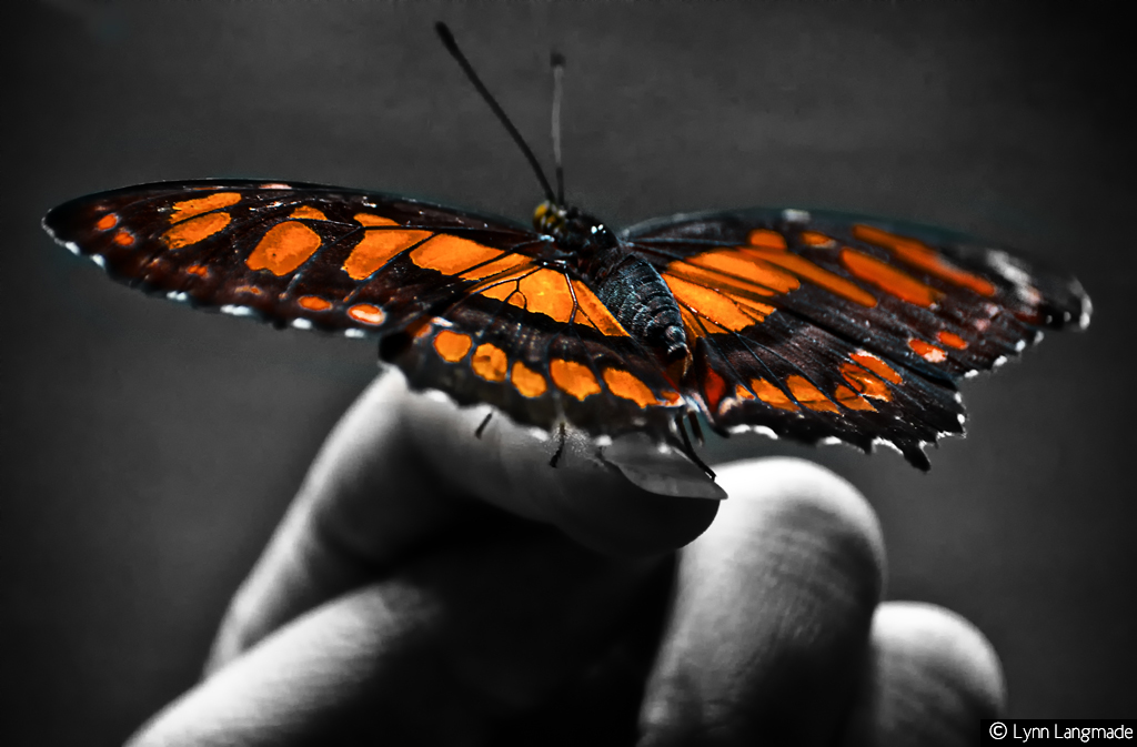 Some Magnificent Collection of Macro Photography (11)