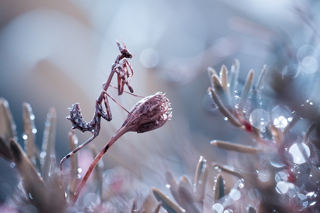 Some Magnificent Collection of Macro Photography (8)