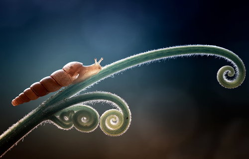 Some Magnificent Collection of Macro Photography (7)