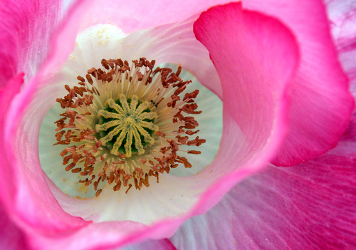 Some Magnificent Collection of Macro Photography (6)