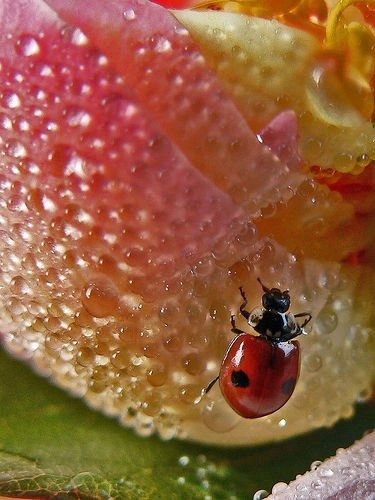 Some Magnificent Collection of Macro Photography (5)