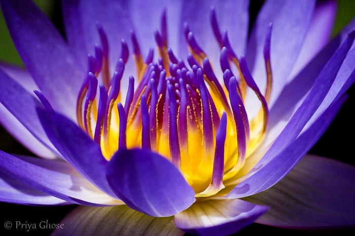 Some Magnificent Collection of Macro Photography (4)