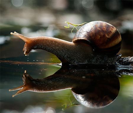 Some Magnificent Collection of Macro Photography (2)