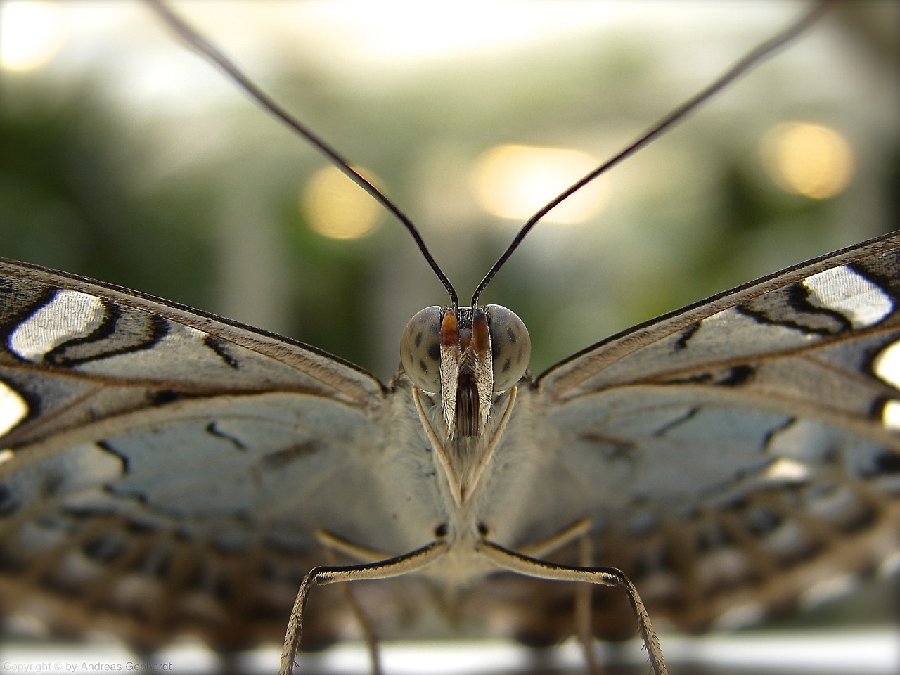 Some Magnificent Collection of Macro Photography (32)