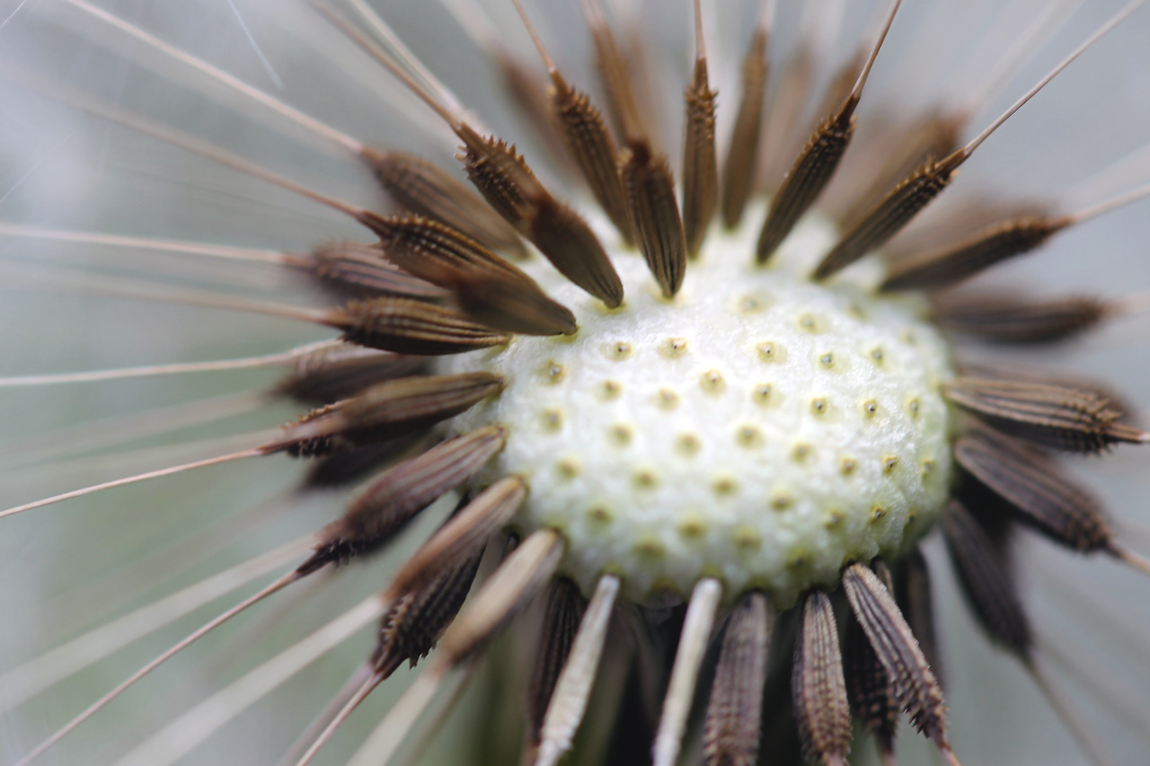 Some Magnificent Collection of Macro Photography (31)