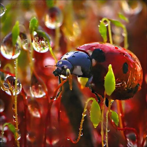 Some Magnificent Collection of Macro Photography (28)