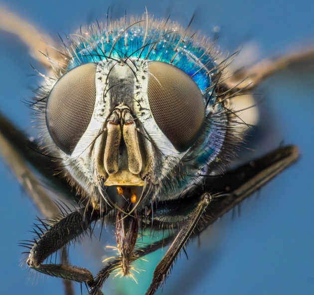 Bluebottle