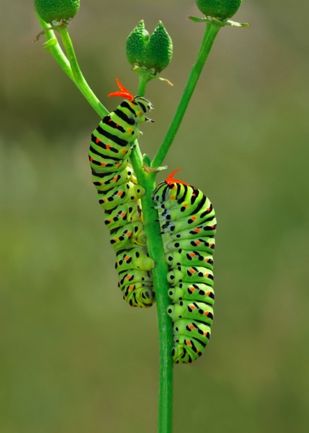 Caterpillar