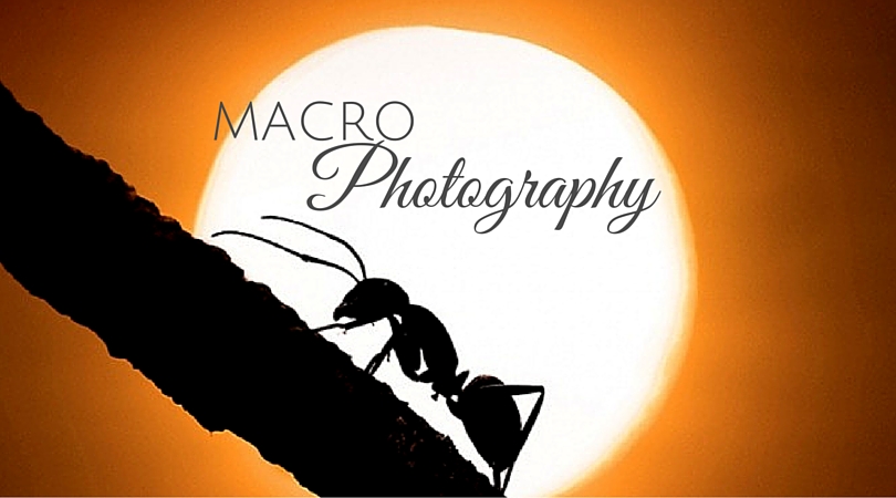 Macro Photography