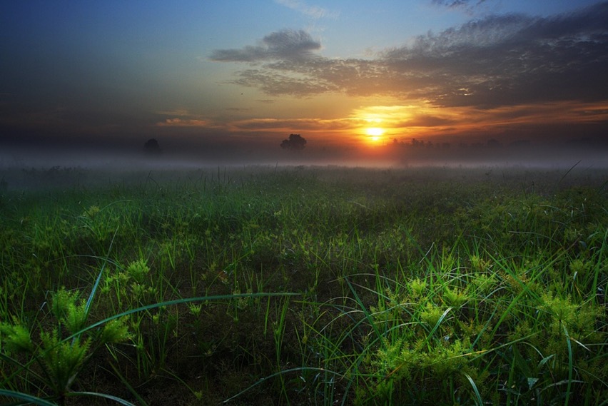 Mist Morning