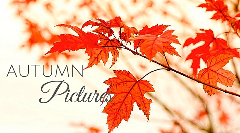 Amazing Autumn Pictures