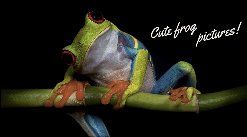 Cute frog pictures