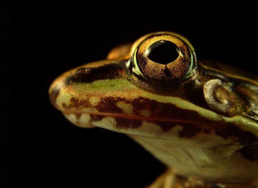 FROG´S PORTRAIT