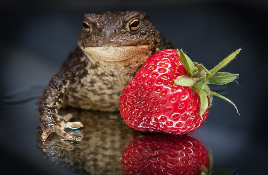 Frog and strawberry