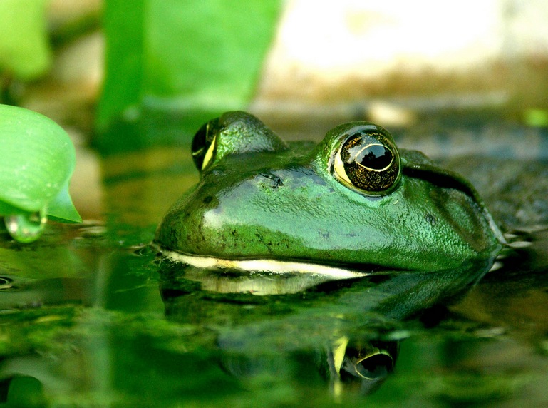 Frog closeup