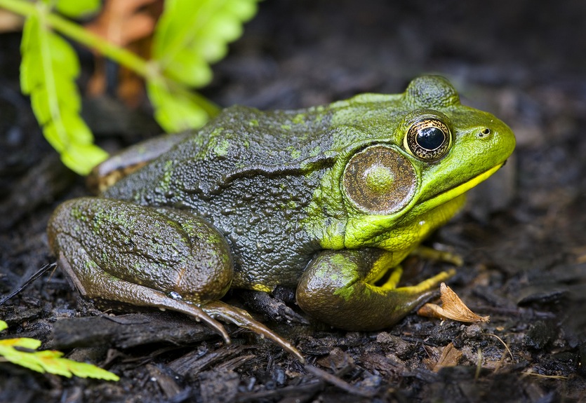 Green Frog