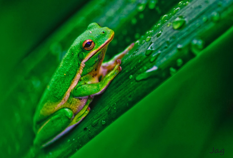 Green Tree Frog