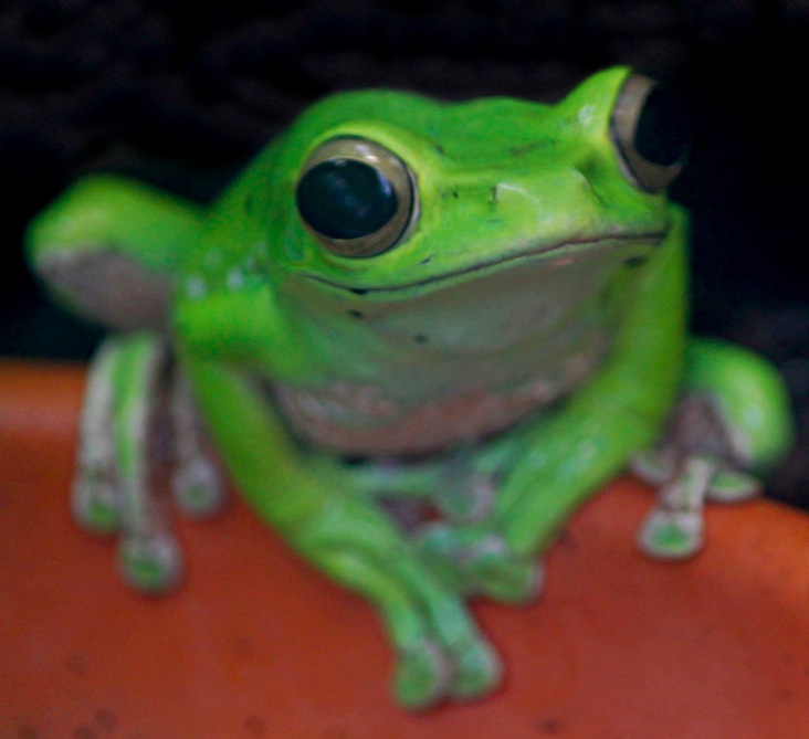 Happy Green frog