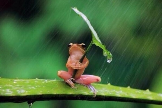 Just a frog using a leaf as an umbrella