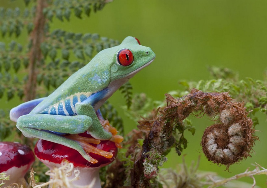 The frog and toadstool