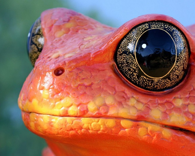 This frog has awesome eyes