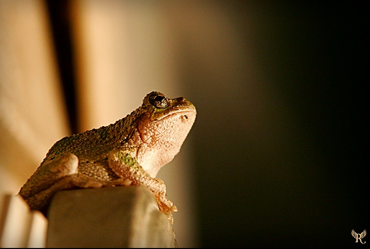 Tree Frog Staring at Light