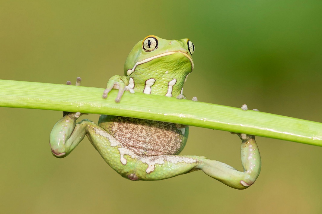 Waxy Monkey Frog