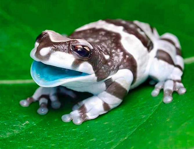 amazon milk frog
