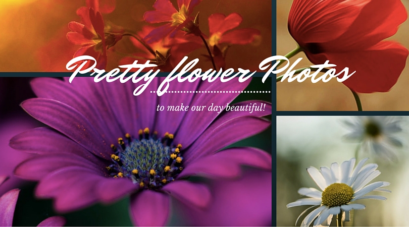 pretty flower photos