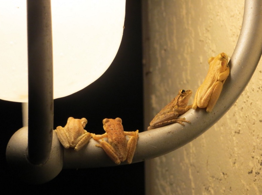 some frogs hanging out