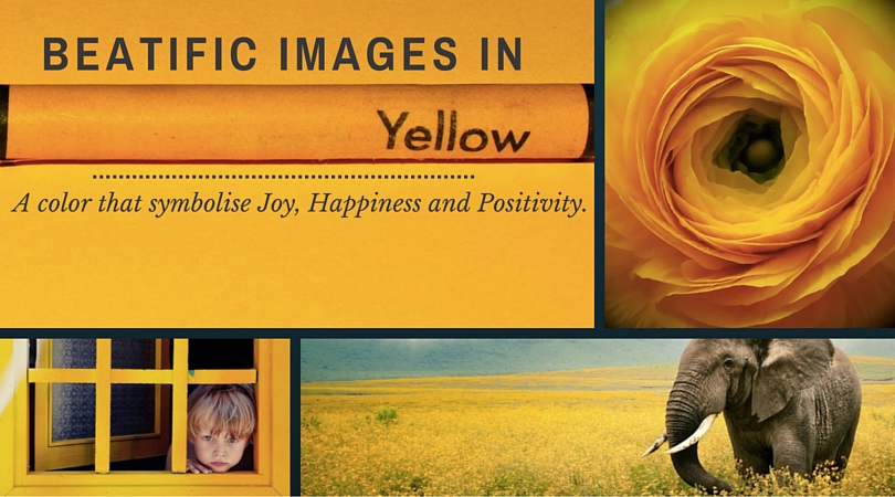 Images in yellow